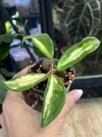 Hoya carnosa 'Brasil' #1 - obrazek 2