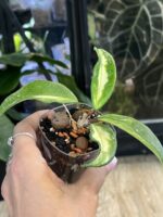 Hoya carnosa 'Brasil' #1 - obrazek 3