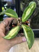 Hoya carnosa Brasil, kolekcjonerska odmiana o grubych, woskowych liściach z trójkolorowym wybarwieniem w odcieniach żółci, limonki i zieleni, pachnąca roślina pnąca, Variegarden.