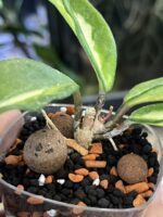 Hoya carnosa 'Brasil' #1 - obrazek 4