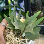 Platycerium willinckii 'Nano' #2