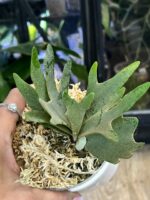 Platycerium willinckii 'Nano' #2
