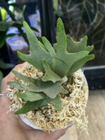 Platycerium willinckii 'Nano' #2 - obrazek 2