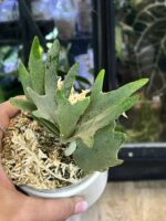 Platycerium willinckii 'Nano' #2 - obrazek 3