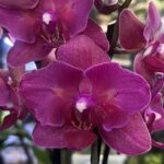 Storczyk Phalaenopsis Pavarotti peloric, unikatowa odmiana kolekcjonerska o woskowych, ciemnobordowych kwiatach z mutacją peloryczną, luksusowa orchidea, Variegarden.