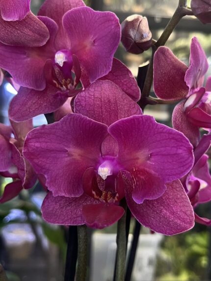 Storczyk Phalaenopsis Pavarotti peloric, unikatowa odmiana kolekcjonerska o woskowych, ciemnobordowych kwiatach z mutacją peloryczną, luksusowa orchidea, Variegarden.