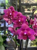 Phalaenopsis Pavarotti peloric / storczyk - obrazek 2