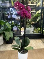 Phalaenopsis Pavarotti peloric / storczyk - obrazek 3