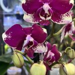 Storczyk Phalaenopsis Rombley, kolekcjonerska odmiana o woskowych kwiatach w głębokim purpurowym odcieniu, luksusowa roślina ozdobna, Variegarden.