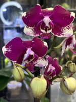 Storczyk Phalaenopsis Rombley, kolekcjonerska odmiana o woskowych kwiatach w głębokim purpurowym odcieniu, luksusowa roślina ozdobna, Variegarden.