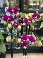 Phalaenopsis Rombley / storczyk - obrazek 2