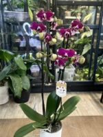 Phalaenopsis Rombley / storczyk - obrazek 3