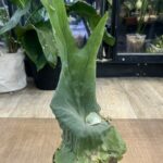 Platycerium wandae, niezwykle rzadki i monumentalny botaniczny gatunek paproci łosie rogi o gigantycznych, wzniesionych tarczach z falowanym brzegiem, Variegarden.