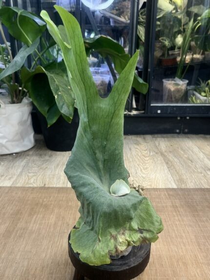 Platycerium wandae, niezwykle rzadki i monumentalny botaniczny gatunek paproci łosie rogi o gigantycznych, wzniesionych tarczach z falowanym brzegiem, Variegarden.