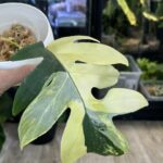 Philodendron distantilobum variegata, niezwykle rzadka roślina kolekcjonerska o głęboko powcinanych liściach z białą i kremową variegacją, luksusowe pnącze, Variegarden.