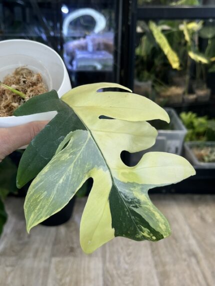 Philodendron distantilobum variegata, niezwykle rzadka roślina kolekcjonerska o głęboko powcinanych liściach z białą i kremową variegacją, luksusowe pnącze, Variegarden.