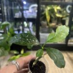 Hoya occultata splash
