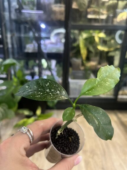 Hoya occultata splash