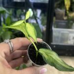 Hoya polyneura inner variegata, liście w kształcie ogona ryby z kremowym środkiem, rzadka woskownica kolekcjonerska, jasna variegacja inner, ozdobne pnącze domowe, Variegarden.