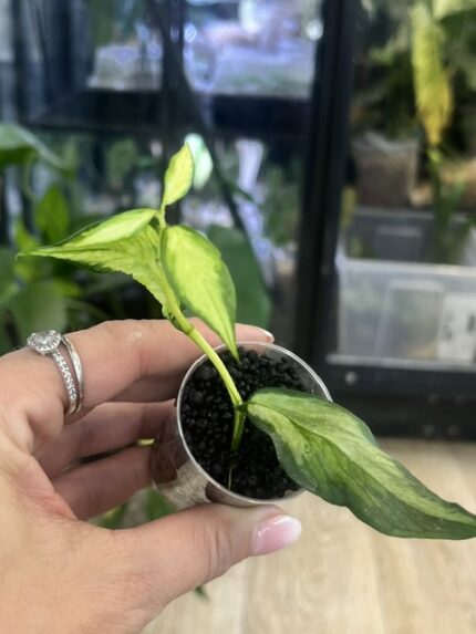 Hoya polyneura inner variegata, liście w kształcie ogona ryby z kremowym środkiem, rzadka woskownica kolekcjonerska, jasna variegacja inner, ozdobne pnącze domowe, Variegarden.