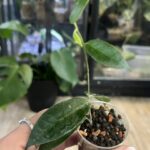 Hoya piestolepis #2