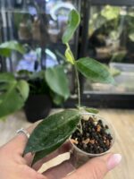 Hoya piestolepis #2