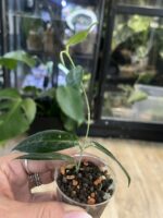 Hoya piestolepis #2 - obrazek 4
