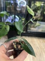 Hoya piestolepis #2 - obrazek 3