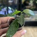 Hoya piestolepis