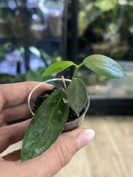 Hoya piestolepis