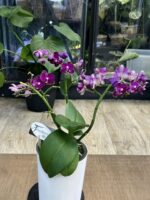 Phalaenopsis Multiflora Red Temptatio / storczyk przekwitnięty #1 - obrazek 2