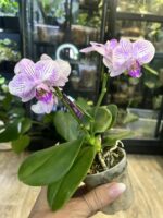 Phalaenopsis Bucharest / storczyk miniatura / przekwitający #1 - obrazek 2