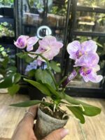 Phalaenopsis Bucharest / storczyk miniatura / przekwitający #1 - obrazek 3