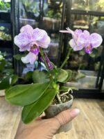 Phalaenopsis Bucharest / storczyk miniatura / przekwitający #1 - obrazek 4