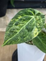 Anthurium papillilaminu variegata