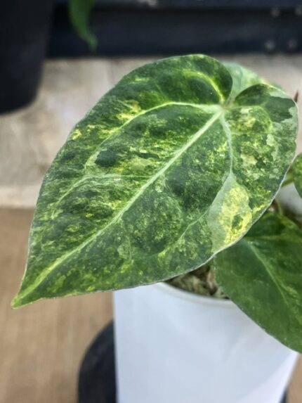Anthurium papillilaminu variegata