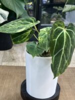 Anthurium Papillilaminum variegata #2 - obrazek 3