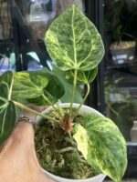 Anthurium Papillilaminum variegata #2 - obrazek 4