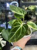 Anthurium Papillilaminum variegata #2 - obrazek 5