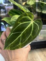 Anthurium Papillilaminum variegata #2 - obrazek 6