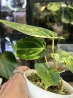 Anthurium Papillilaminum variegata #2 - obrazek 7