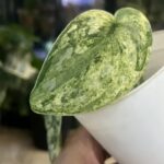 Scindapsus Peasus