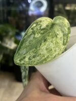 Scindapsus Peasus