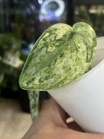 Scindapsus Peasus