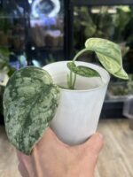 Scindapsus Peasun #1 - obrazek 4