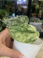 Scindapsus Peasun #1 - obrazek 3
