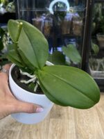 Phalaenopsis Multiflora Red Temptatio / storczyk przekwitnięty #1 - obrazek 3