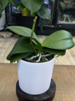 Phalaenopsis Multiflora Red Temptatio / storczyk przekwitnięty #1 - obrazek 4