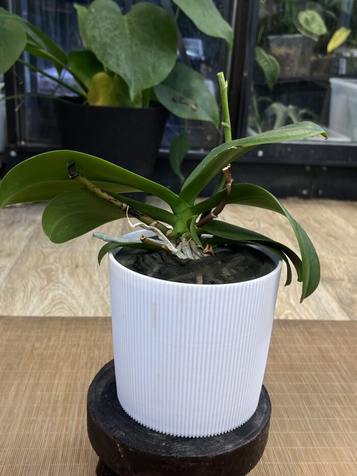 Phalaenopsis Multiflora Red Temptatio / storczyk przekwitnięty #1 - obrazek 5
