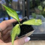 Hoya polyneura inner variegata #3